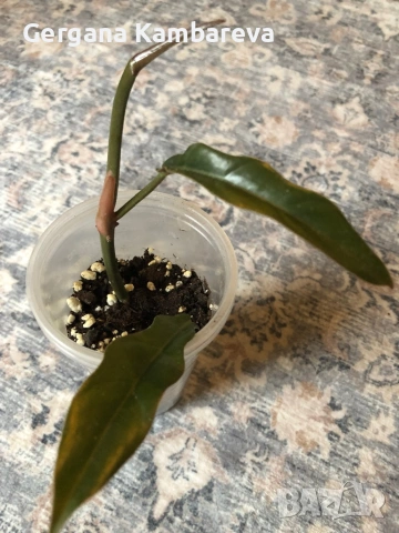 Philodendron Caramel 