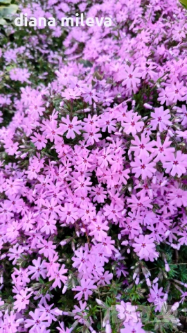 Флокс,  Phlox sub. Zwergenteppich, почвопокривен, многогодишен, студоустойчив, снимка 2 - Градински цветя и растения - 53991194