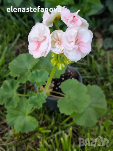 К-т от две сортови мушката (пеларгонии), снимка 5 - Стайни растения - 54185963