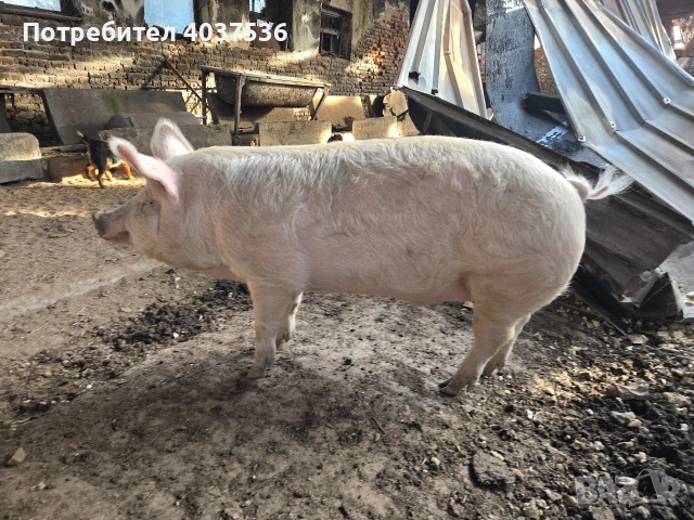 Домашно прасе за клане, снимка 4 - Прасета - 52843787