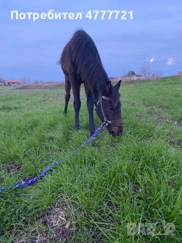Продавам кобила на 11 месеца , снимка 3 - Коне - 53977460