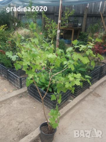 Червена калина (viburnum opulus), снимка 6 - Градински цветя и растения - 27628413