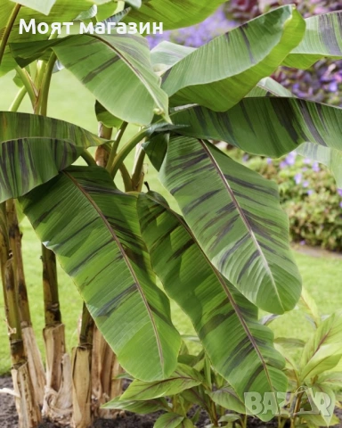 Червен Банан - Декоративен, снимка 4 - Градински цветя и растения - 53650047