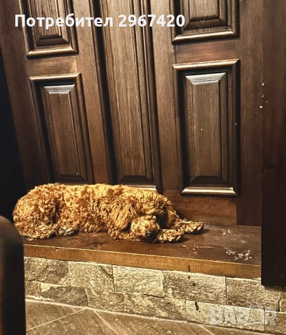 Пудел мини, снимка 4 - Пудели - 54222219