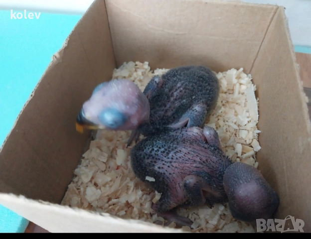 Папагали Еклектус бебета , снимка 6 - Папагали - 53832584