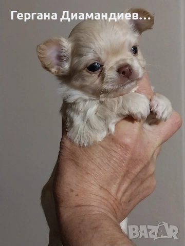 продавам мини чихуахуа , снимка 7 - Чихуахуа - 53429122