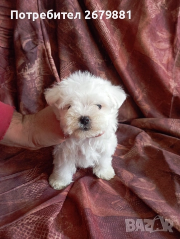 Мини малтезер