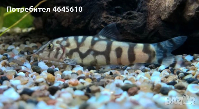 Подаряват се рибки