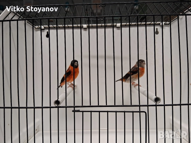 Венецуелски скатии, снимка 8 - Канари - 52944016