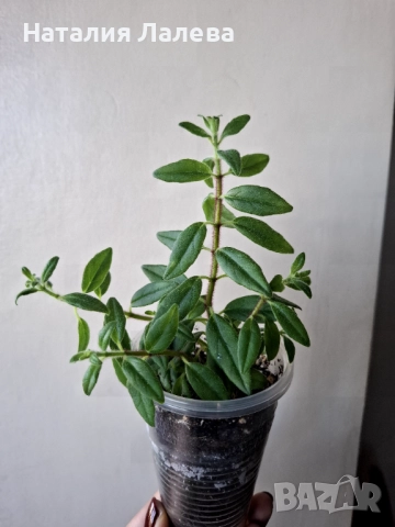 Колумнея, columnea hirsuta, снимка 2 - Стайни растения - 52971270