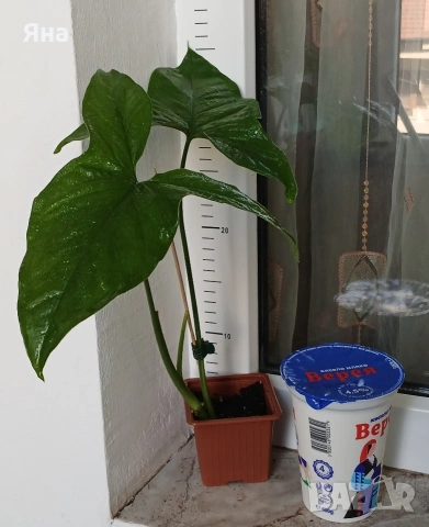 Сингониум Мохито, снимка 2 - Стайни растения - 51851275