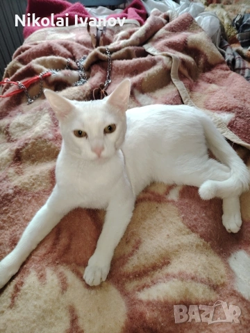 Бяло мъжко коте порода Као Мани 