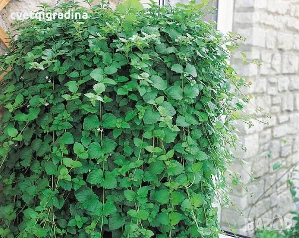 Satureja douglasii Indian Mint(Ментова чубрица), снимка 3 - Градински цветя и растения - 46113239