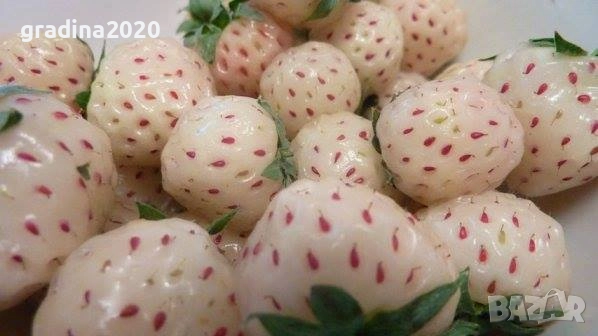 Бяла ягода - ананасова , снимка 2 - Стайни растения - 27205117