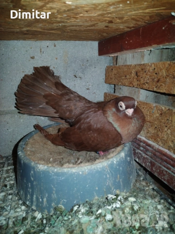 Работна двойка, снимка 3 - Гълъби - 53295561