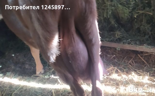 Нубийски пръч и козичка на 7м,коза,кози, снимка 5 - Кози - 46445509