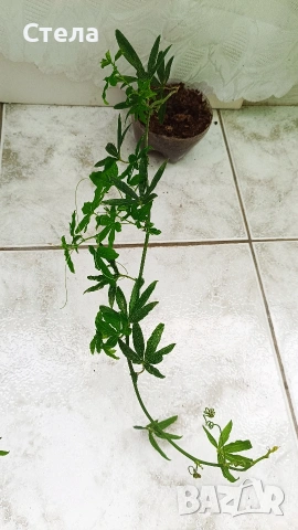 Бенджамин, Хлорофитум, Бегония, Женшен, Фикус 