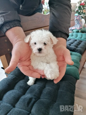 Бишон фризе момче , снимка 7 - Болонка - 53403173