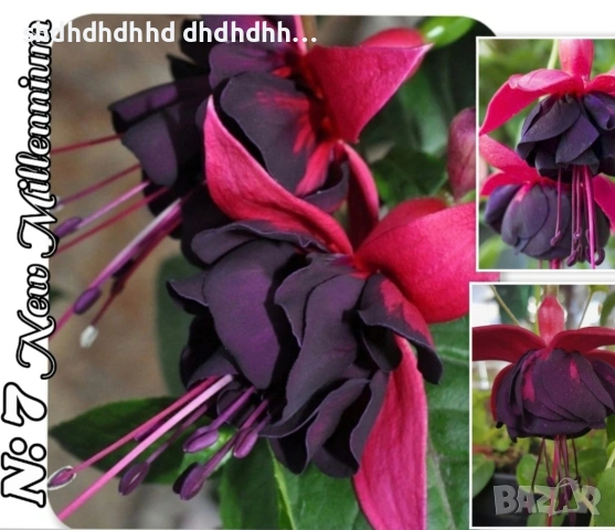 Фуксия студоустойчива градинска и Каскадна едроцветна фуксия , снимка 3 - Градински цветя и растения - 54231804