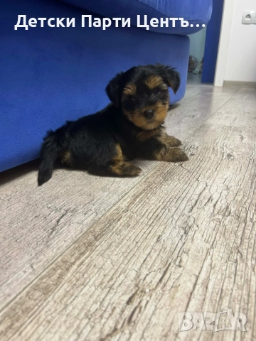 Йоркширски териер, мъжки. Много забавен. Даже вече се изхожда на памперс, е тъй, снимка 2 - Йоркширски териер - 52666968