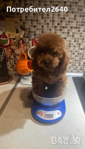 Той пудел red brown ДОСТАВКА!, снимка 9 - Пудели - 52797062