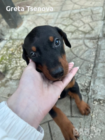 Продавам доберманчета, снимка 2 - Доберман - 53174902