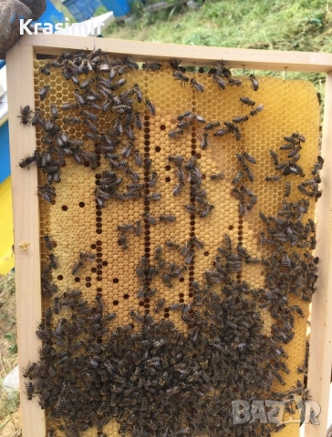 Продавам Кошери с Пчели Пчелни семейства Отводки Оплодени Пчелни Майки, снимка 5 - За пчели - 52760825