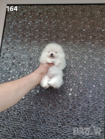 Миниатюрно мини момче. Мини Померан. Реални снимки !!! , снимка 2 - Померан - 53772615