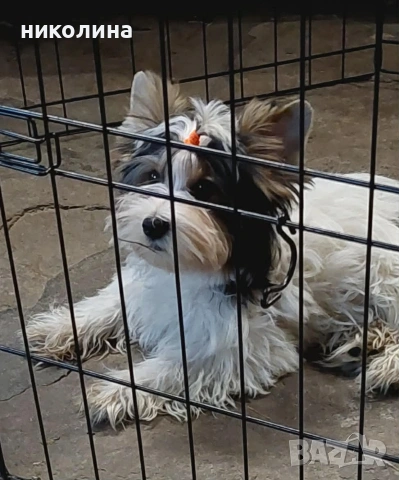 Йоркширски териер 