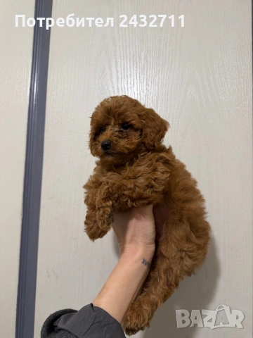 Пудел, снимка 3 - Пудели - 53724276