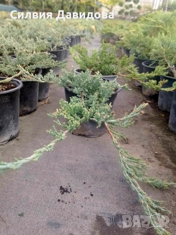 Юниперус , снимка 9 - Градински цветя и растения - 52770817