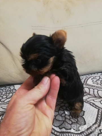 Йоркширски териер, снимка 2 - Йоркширски териер - 52866279