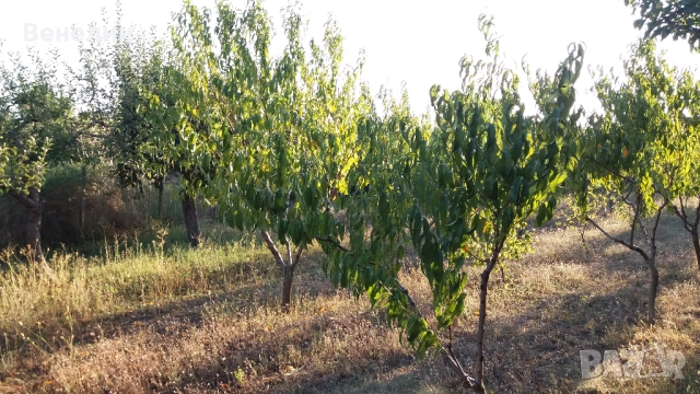 Продавам парцел/овощна градина в регулация с партида за ток и кладенец, снимка 5 - Парцели - 51850752