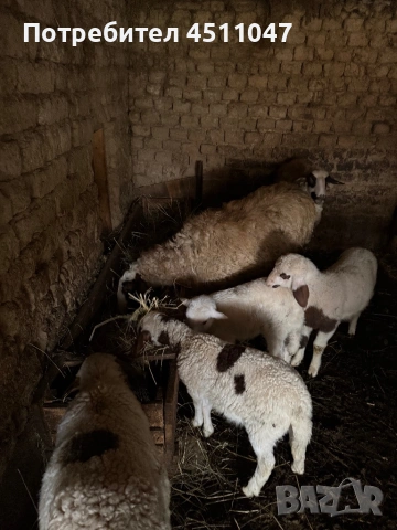 Продавам млади овце , снимка 5 - Овце - 54182180