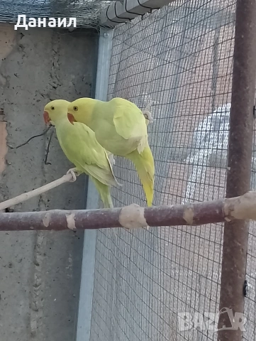 Малък Александър 