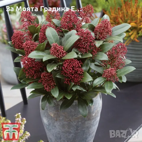 Скимия , снимка 3 - Градински цветя и растения - 49761859