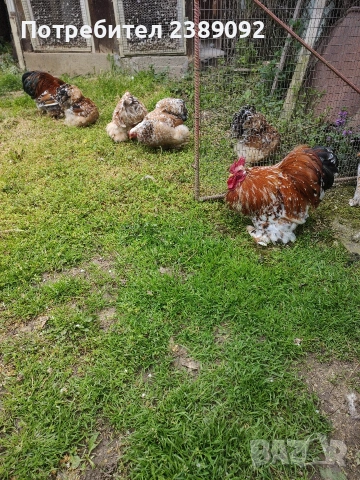 Мини кохин порцелан , снимка 8 - други­ - 54170142