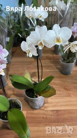 Различни видове цветя