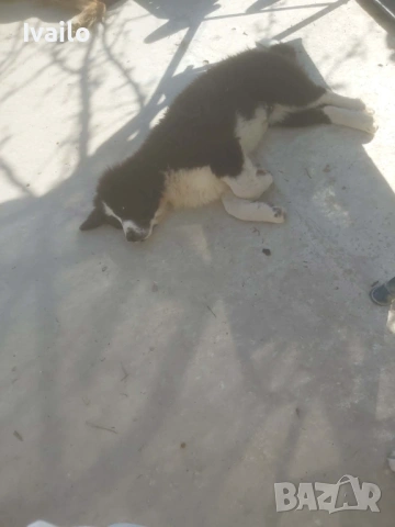 Каракачански кучанца, снимка 4 - Каракачанска овчарка - 52845236