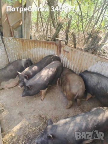 Виетнамски прасета 🐷🐷🐷, снимка 2 - Прасета - 52636717