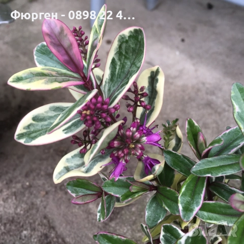 Хебе Триколор, снимка 3 - Разсади - 51618295