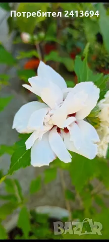 Градинска дървовидна ружа hibiscus syracus кичеста бяла, снимка 1 - Градински цветя и растения - 47819916