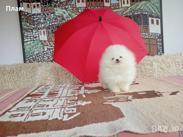 Бели мини Померани. Реални снимки от 04.04.26 г. , снимка 6 - Померан - 54055195