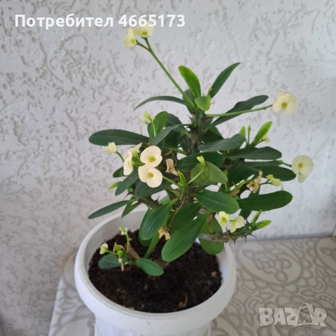 Стайно Цвете Исусов Венец