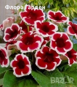 ГЛОКСИНИЯ и ГЛАДИОЛ - Грудки/ПРЕДВАРИТЕЛНИ ПОРЪЧКИ, снимка 4 - Сортови семена и луковици - 49236279