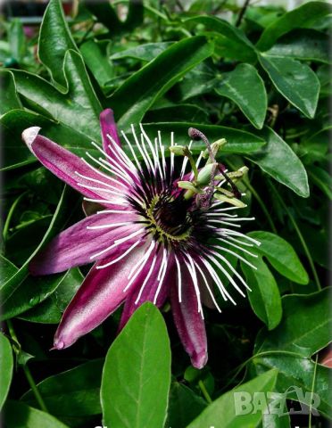 Пасифлора Виктория, снимка 1 - Градински цветя и растения - 45717062