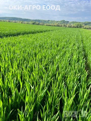 Фуражи / Зърна - Пакетирано / Насипно - Големи и малки количества, снимка 4 - Други стоки за животни - 50679841