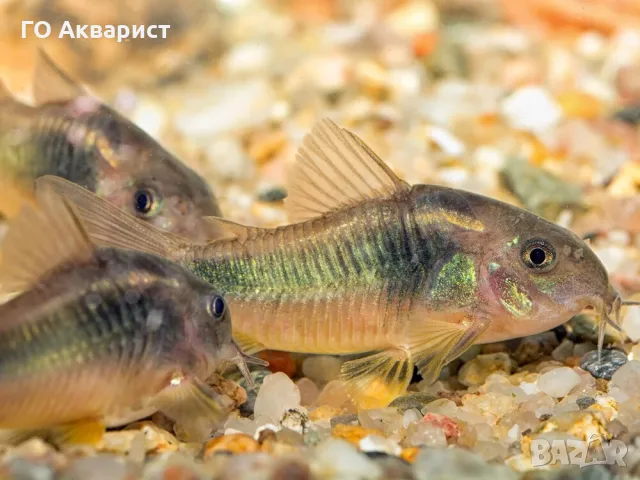 Коридорас Аенеус / Corydoras Aeneus, снимка 1 - Рибки - 46511297