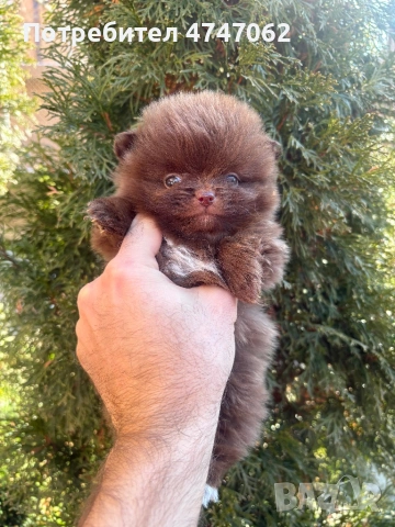 Померан мъжко, снимка 5 - Померан - 53637411