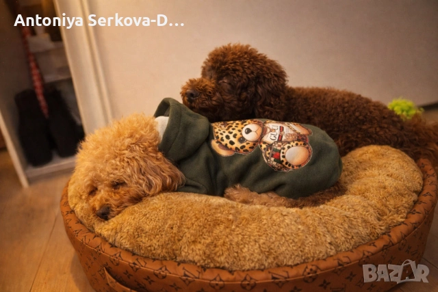 Дрешки за кучета, легла и къщички, снимка 17 - За кучета - 52892809